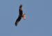 1-Milan noir | Milvus migrans | Black Kite