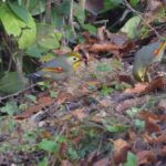 Léiothrix jaunes dans les Landes