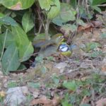 Léiothrix jaune et Mésange bleue