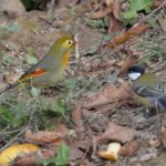 Léiothrix jaune (ou Rossignol du Japon)