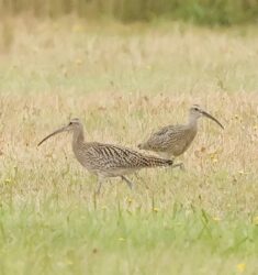 Rencontres Nationales sur le Courlis cendré