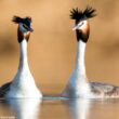 Conférence « sexe et séduction chez les oiseaux »