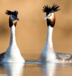 Conférence « sexe et séduction chez les oiseaux »