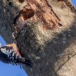Sortie guidée dans le site ornithologique des Cinq Tailles