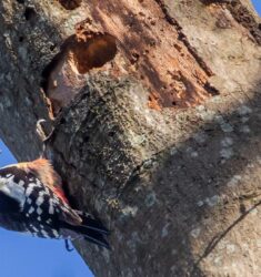 Sortie guidée dans le site ornithologique des Cinq Tailles