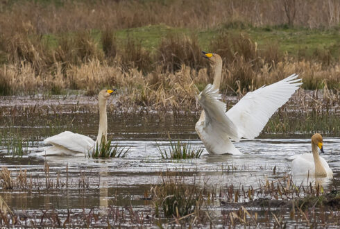 Ornithomedia.com vous souhaite une très bonne année ornithologique 2026 !