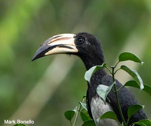 Calao pie (Anthracoceros albirostris) 