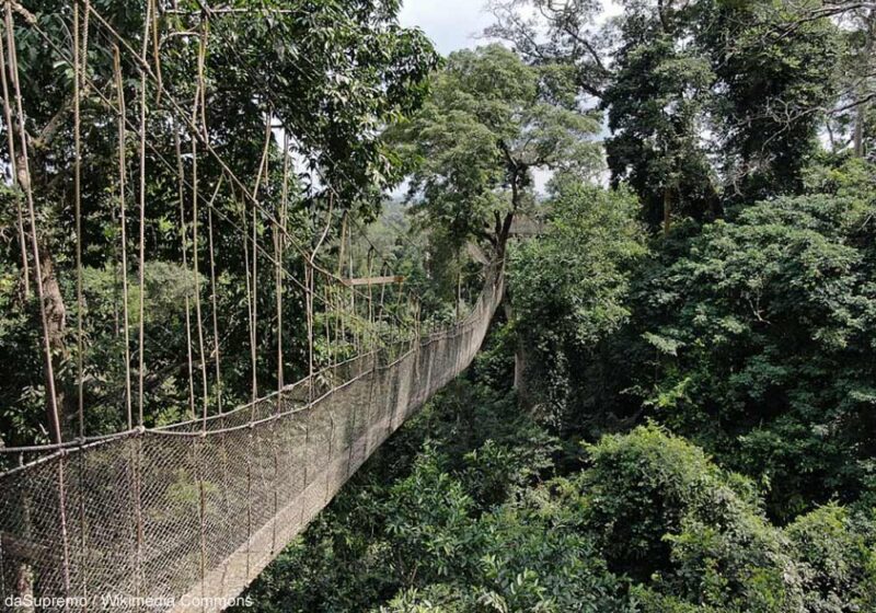 Séjour ornithologique hivernal dans les forêts tropicales et les savanes du Ghana