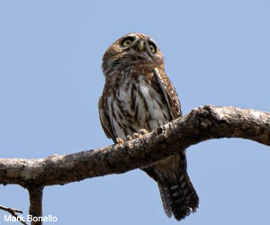 Chevêchette perlée (Glaucidium perlatum)