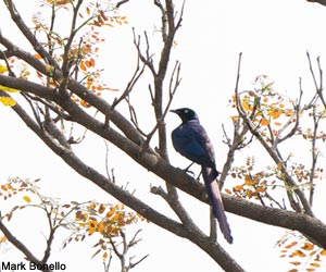 Choucador à longue queue (Lamprotornis caudatus)