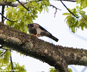 Épervier de Hartlaub (Tachyspiza erythropus)