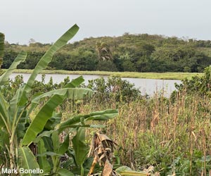 Étang couvert de nénuphars près de Mankessim (Ghana)