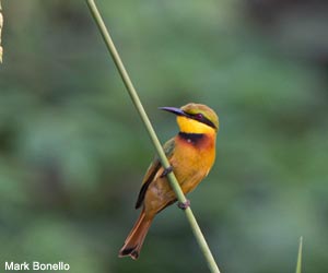 Guêpier nain (Merops pusillus)
