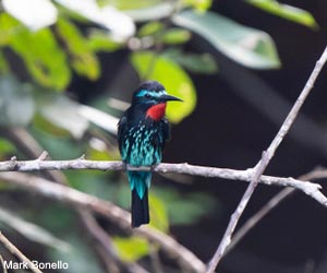 Guêpier noir (Merops gularis)