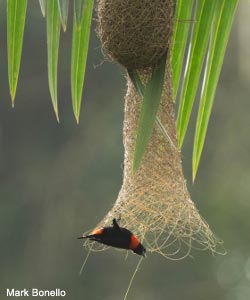 Malimbe à queue rouge (Malimbus scutatus) 