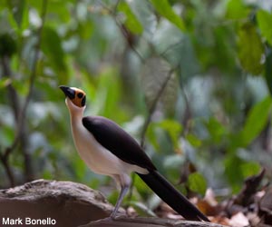 Picatharte de Guinée (Picathartes gymnocephalus)