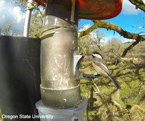 Mésange à tête noire (Poecile atricapillus)