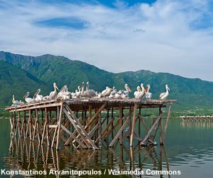Colonies de Pélicans frisés (Pelecanus crispus)