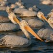 Un surprenant projet de réintroduction du Pélican frisé aux Pays-Bas