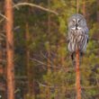 La population finlandaise de Chouettes lapones progresse et semble s&rsquo;adapter aux effets du réchauffement climatique