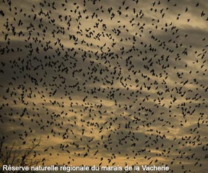 Pigeons colombins (Columba oenas) se rassemblant en dortoir Pigeons colombins (Columba oenas) se rassemblant en dortoir