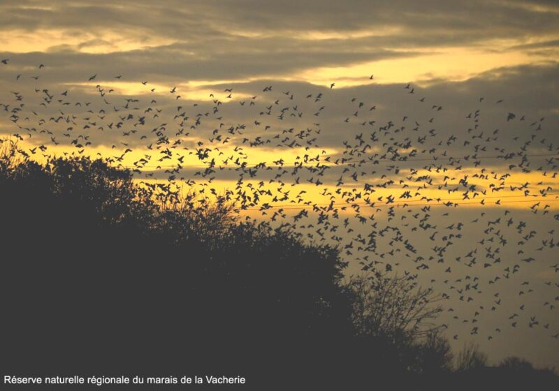 Un « méga-dortoir » record de Pigeons colombins dans la réserve naturelle régionale du marais de la Vacherie (Vendée)