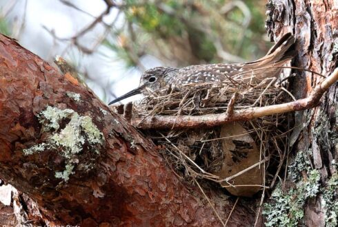 La petite population nicheuse britannique du Chevalier culblanc pourrait profiter de la réintroduction récente du Castor d'Europe en Écosse