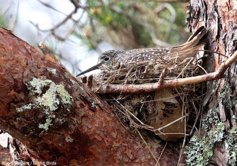 La petite population nicheuse britannique du Chevalier culblanc pourrait profiter de la réintroduction récente du Castor d&rsquo;Europe en Écosse