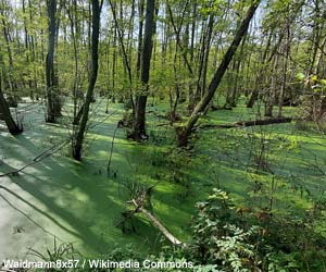 Forêt marécageuse créée suite à la construction d'un barrage par le Castor d'Europe (Castor fiber)