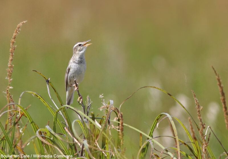 Nombre record de mâles chanteurs de Phragmites aquatiques en Lituanie en 2025