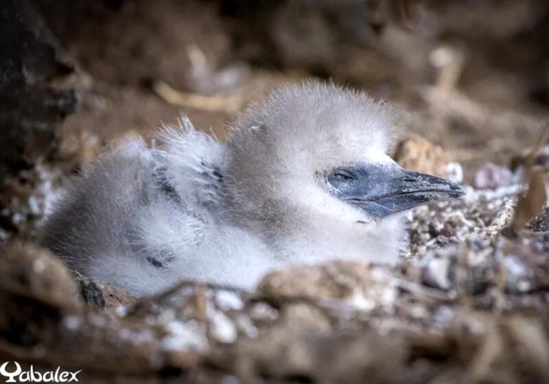 Premier cas de nidification réussie du Phaéton à brins rouges sur l&rsquo;île de La Réunion (France) en 2025