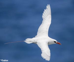 Phaéton à brins rouges (Phaethon rubricauda) adulte