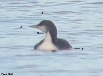 Plongeon du Pacifique (Gavia pacifica) adulte en plumage internuptial