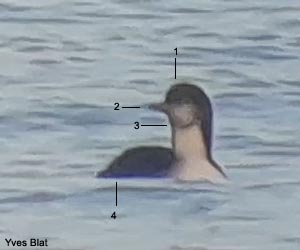 Plongeon du Pacifique (Gavia pacifica) adulte en plumage internuptial