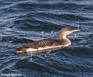 Plongeon arctique (Gavia artica) juvénile ou de premier hiver