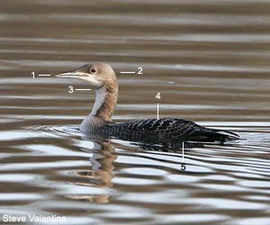  Plongeon du Pacifique (Gavia pacifica) juvénile ou de premier hiver