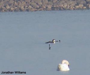 Plongeon arctique (Gavia artica) adulte en plumage internuptial