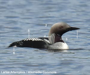 Plongeon arctique (Gavia arctica) adulte en plumage nuptial