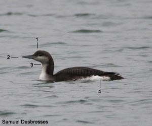 Plongeon arctique (Gavia artica) de première année