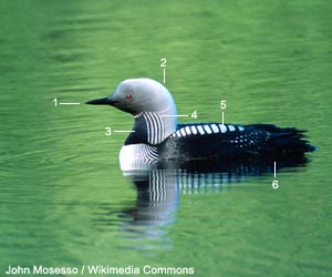  Plongeon du Pacifique (Gavia pacifica) adulte en plumage nuptial