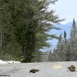 Comment limiter les effets négatifs sur les oiseaux du salage hivernal des routes ?