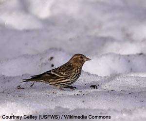 Tarin des pins (Spinus pinus)