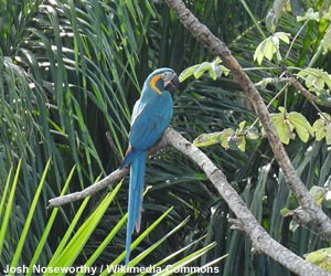 Ara canindé (Ara glaucogularis)
