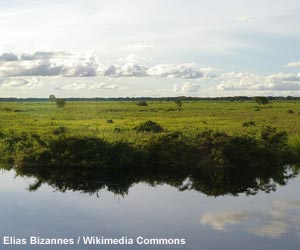 Vue des savanes inondables du Beni (Bolivie)