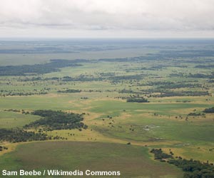 Vue aérienne des Llanos (plaines) de Moxos (Bolivie)