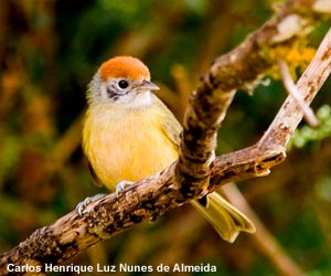 Viréon oreillard (Hylophilus poicilotis)