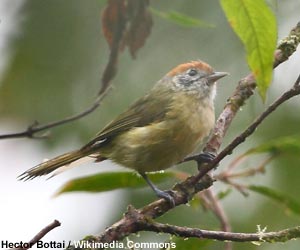 Viréon oreillard (Hylophilus poicilotis)