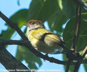 Viréon aux yeux gris (Hylophilus amaurocephalus)