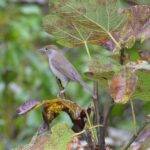 Fauvette à tête noire femelle