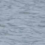 Harelde boréale en Belgique